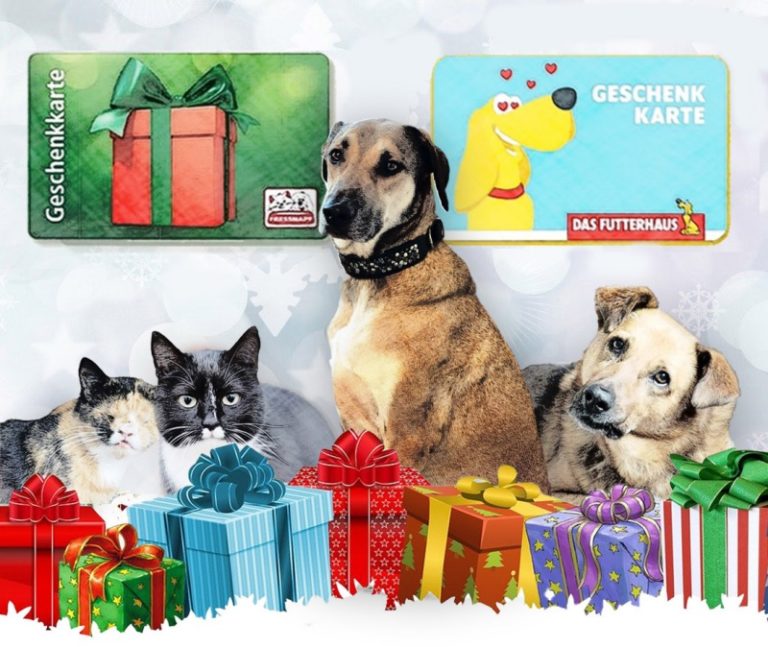Weihnachten für Hunde und Katzen